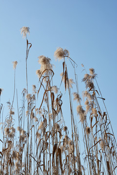 芦苇与蓝天