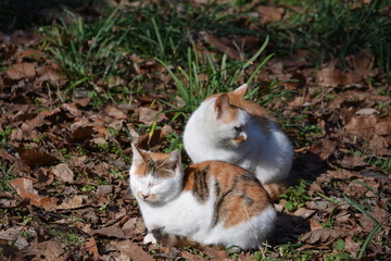 两只花猫