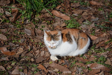 野外流浪猫