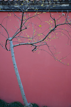 红墙腊梅树