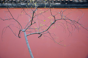 红墙腊梅树