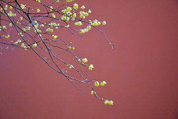 红墙腊梅