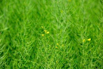 油菜田