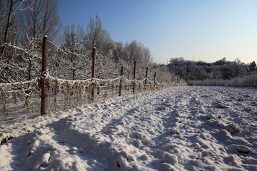 乡村篱笆墙雪地满树银花