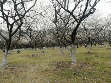 萝岗香雪公园
