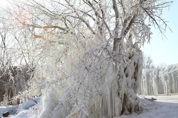 冰柱树挂
