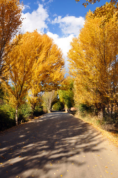 秋叶公路