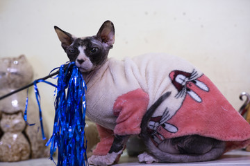 猫