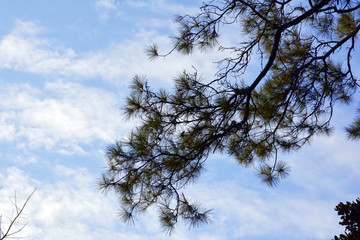 蓝天松树枝