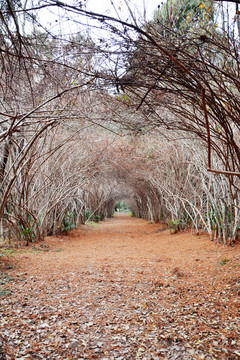 冬天植物隧道