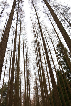 水杉树