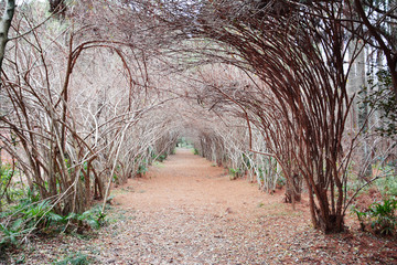 植物隧道景观