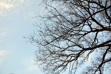 唯美天空树枝