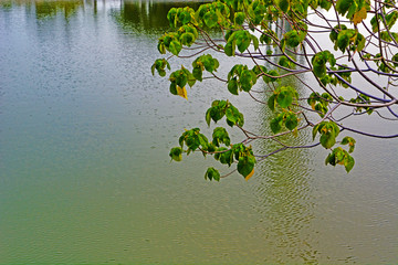 湖畔树枝