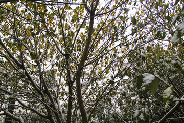 大树绿叶冬雪