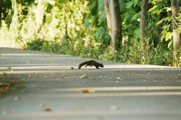 松鼠横穿小道
