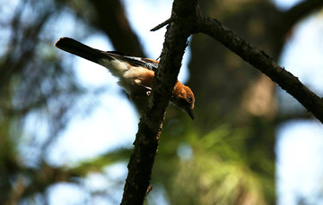 松鸦探视