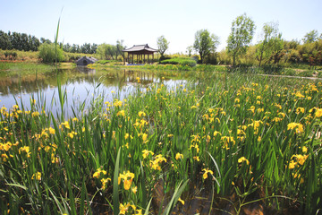 小湖公园花卉蓝天