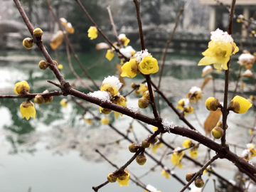 腊梅花雪景