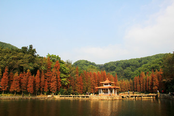深圳仙湖植物园景区