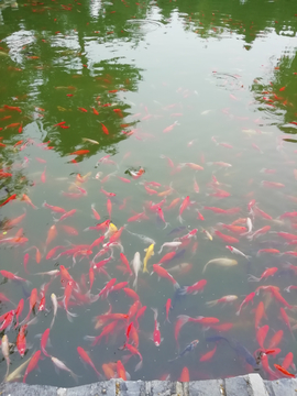 锦鲤
