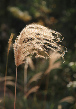 风中芦苇