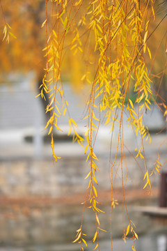 黄树叶