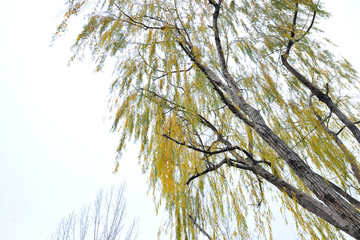 秋天柳树
