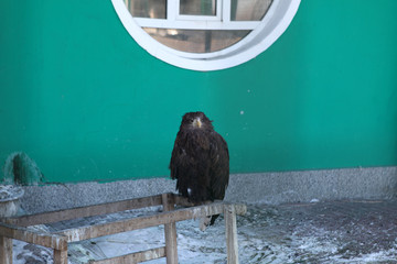 草原鹰