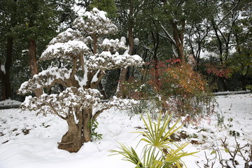 雪景