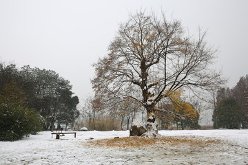 雪景