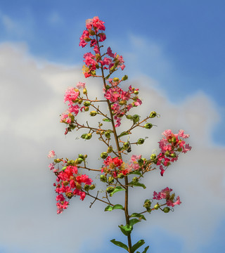 杜鹃花