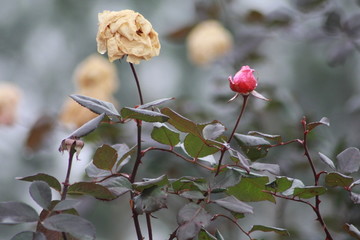一枯一荣的玫瑰