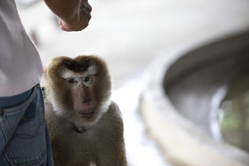 帮助主人谋生的泰国猴子