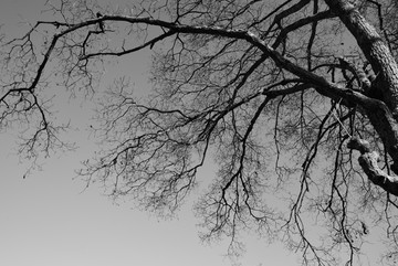 树枝黑白照片