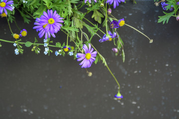 花卉素材背景