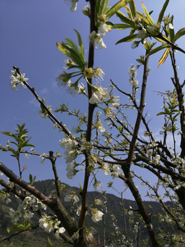 梨树花