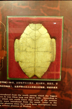 武丁大龟