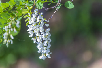 槐花