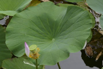 莲花莲叶莲花素材