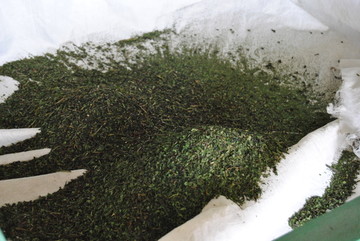 蒲公英茶
