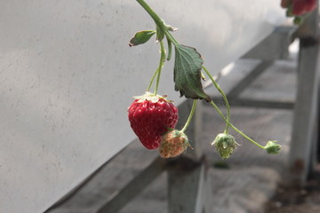 草莓
