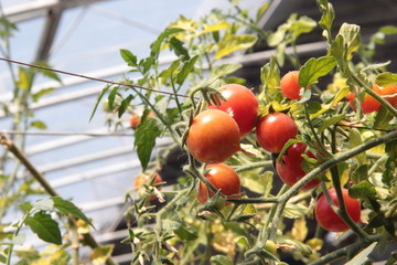 小红番茄1