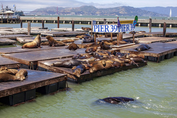 旧金山渔人码头逍遥又慵懒的海狮
