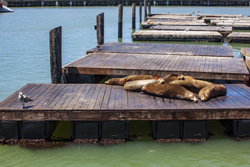 旧金山渔人码头逍遥又慵懒的海狮