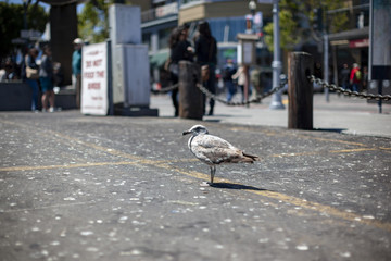 旧金山渔人码头呆萌可爱的海鸥
