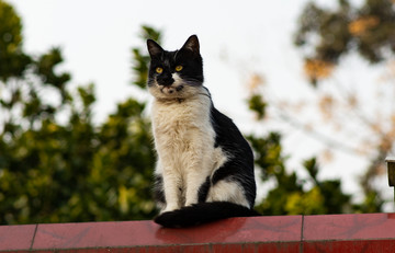 屋檐上的猫