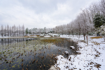 湿地雪景