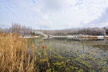 湿地雪景