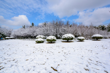 雪原风光